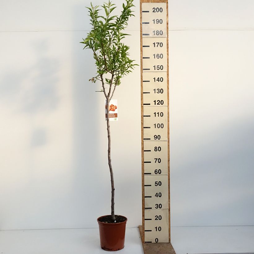 Amostra de Amendoeira Lauranne autofértil - Prunus dulcis Vaso de 7,5 L/10 L, Meia haste tal como entregue na primavera