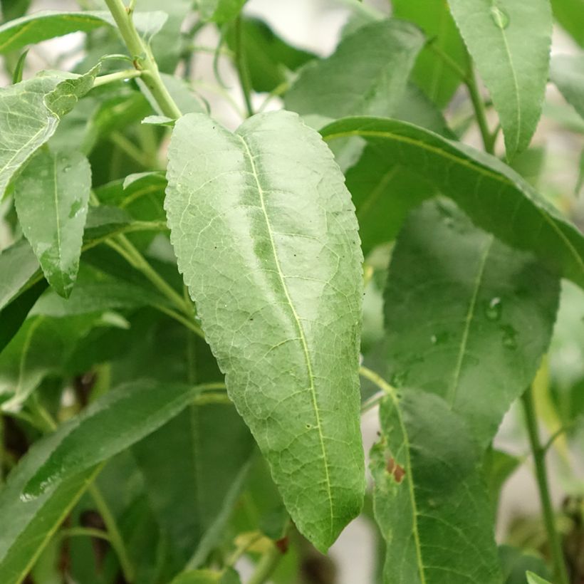 Amendoeira Marcona - Prunus dulcis (Folhagem)