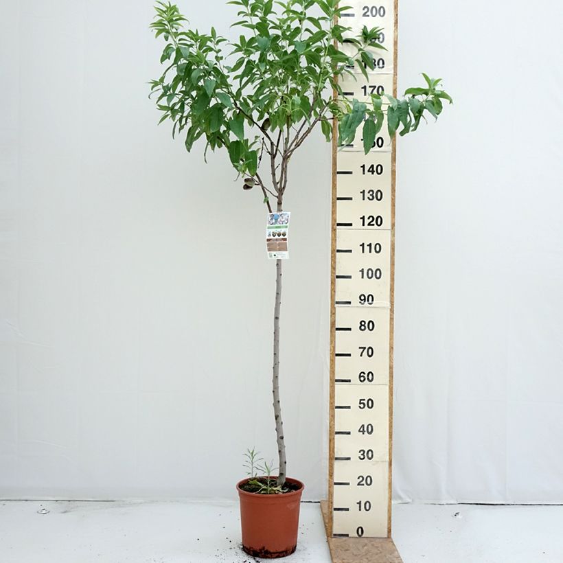 Amostra de Amendoeira Marcona - Prunus dulcis Vaso de 7,5 L/10 L, Meia haste tal como entregue no verão