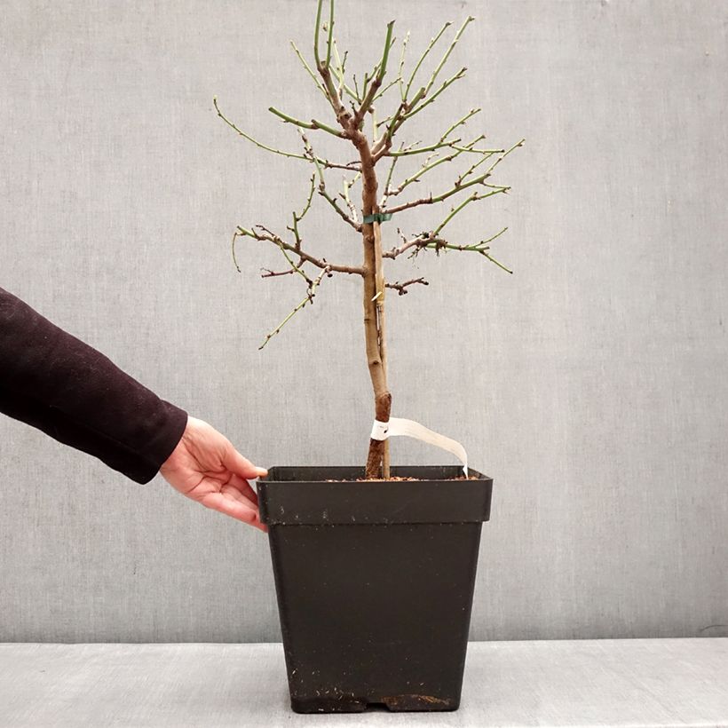 Amostra de Amandier nain autofertile Fruit me Almond me - Prunus dulcis Pot de 12L/15L, Nain tal como entregue no inverno