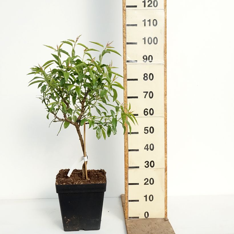 Amostra de Amendoeira-anã Fruit Me Almond Me autofértil - Prunus dulcis Vaso de 12 L/15 L, Anão tal como entregue na primavera