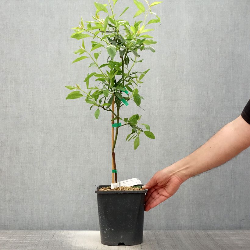 Amostra de Amendoeira-anã Fruit Me Almond Me autofértil - Prunus dulcis Vaso de 4 L/5 L, Anão tal como entregue na primavera