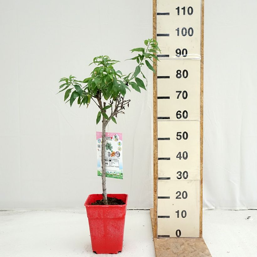 Amostra de Amendoeira-anã Garden Prince - Prunus amygdalus Vaso de 6 L/7 L, 1/4 de haste tal como entregue no verão