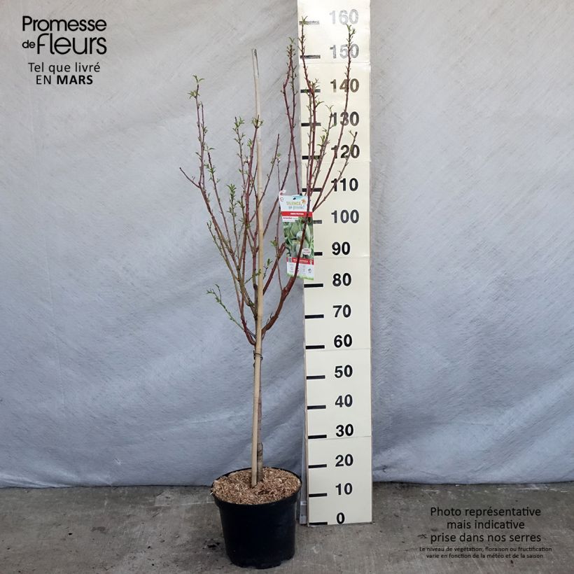 Amostra de Amendoeira Princesse - Prunus dulcis Vaso de 7,5 L/10 L, Copo tal como entregue na primavera