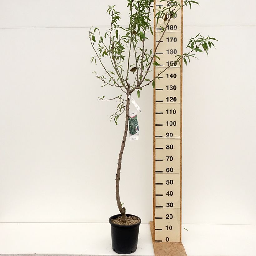 Amostra de Amendoeira Princesse - Prunus dulcis Vaso de 7,5 L/10 L, Copo tal como entregue no verão