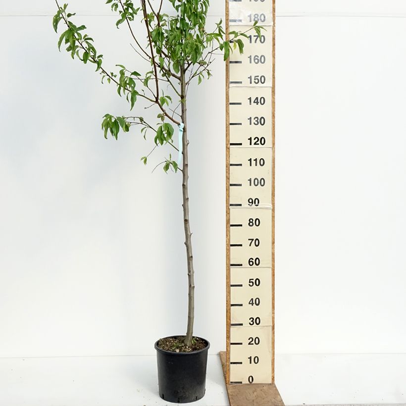 Amostra de Amendoeira Supernova autofértil - Prunus dulcis Vaso de 12 L/15 L, Meia haste tal como entregue na primavera