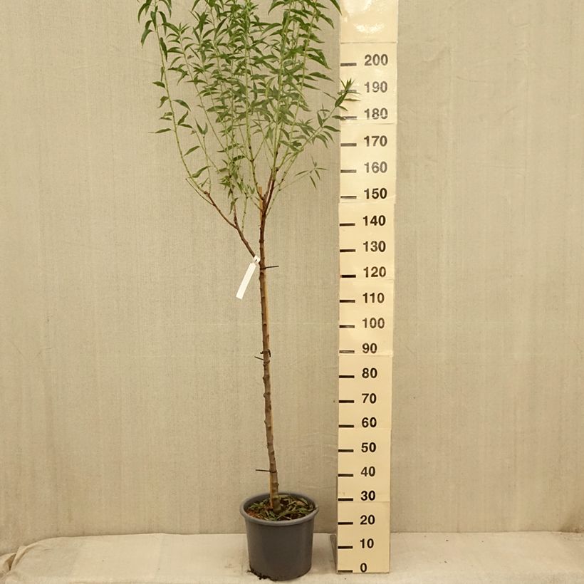 Amostra de Amandier Supernova autofertile - Prunus dulcis Pot de 12L/15L, Demi-Tige tal como entregue no verão