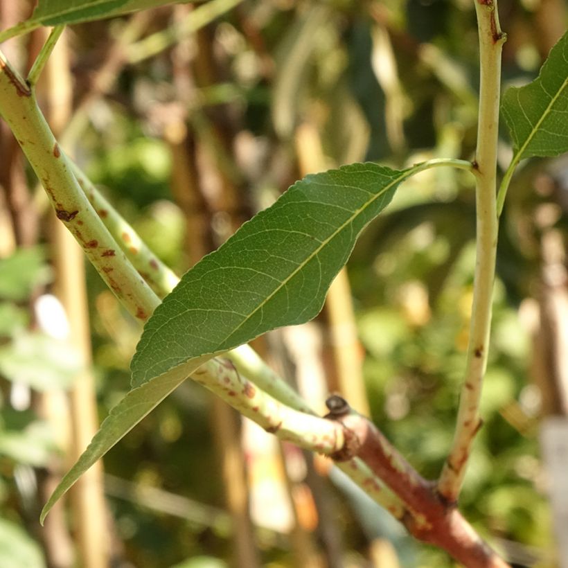 Amendoeira Supernova autofértil - Prunus dulcis (Folhagem)