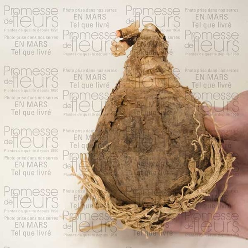 Exemplo de amostra de Amarcrinum Howardii Bulbe calibre 20+ tal como entregue