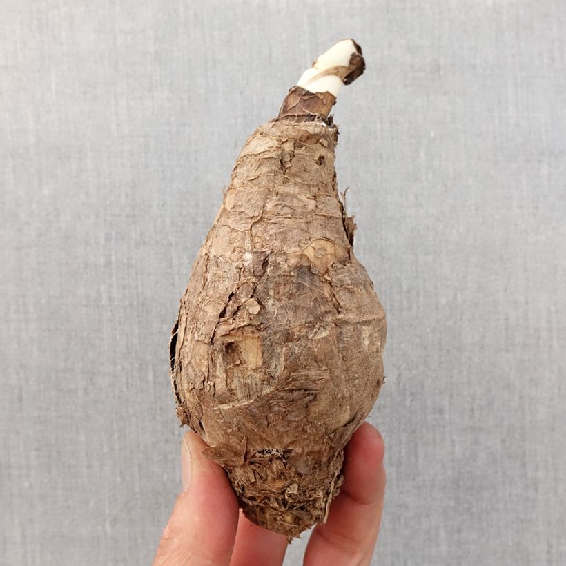 Amostra de Amarcrinum Howardii Bulbe Kaliber/Größe 20+ tal como entregue na primavera