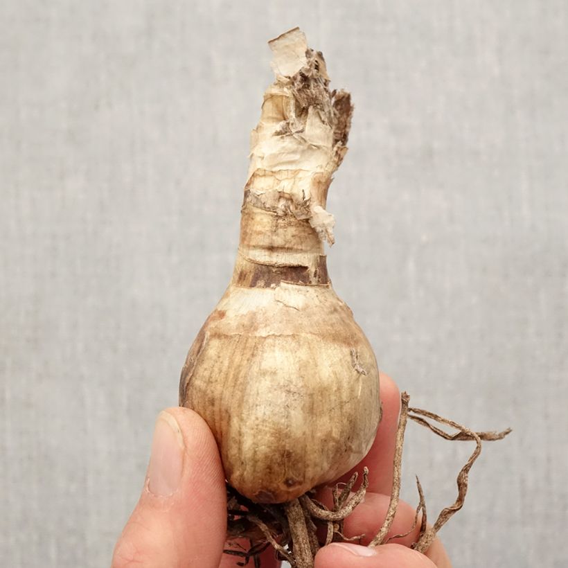 Amostra de Amarine belladiva Anastasia - Nérine hybride Bulbe Kaliber/Größe 16+ tal como entregue na primavera