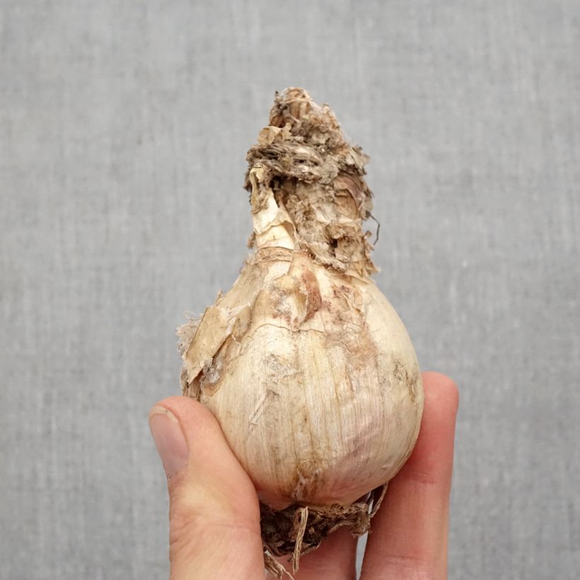 Amostra de Amarine belladiva Aphrodite - Nérine hybride Bulbe Kaliber/Größe 16+ tal como entregue na primavera