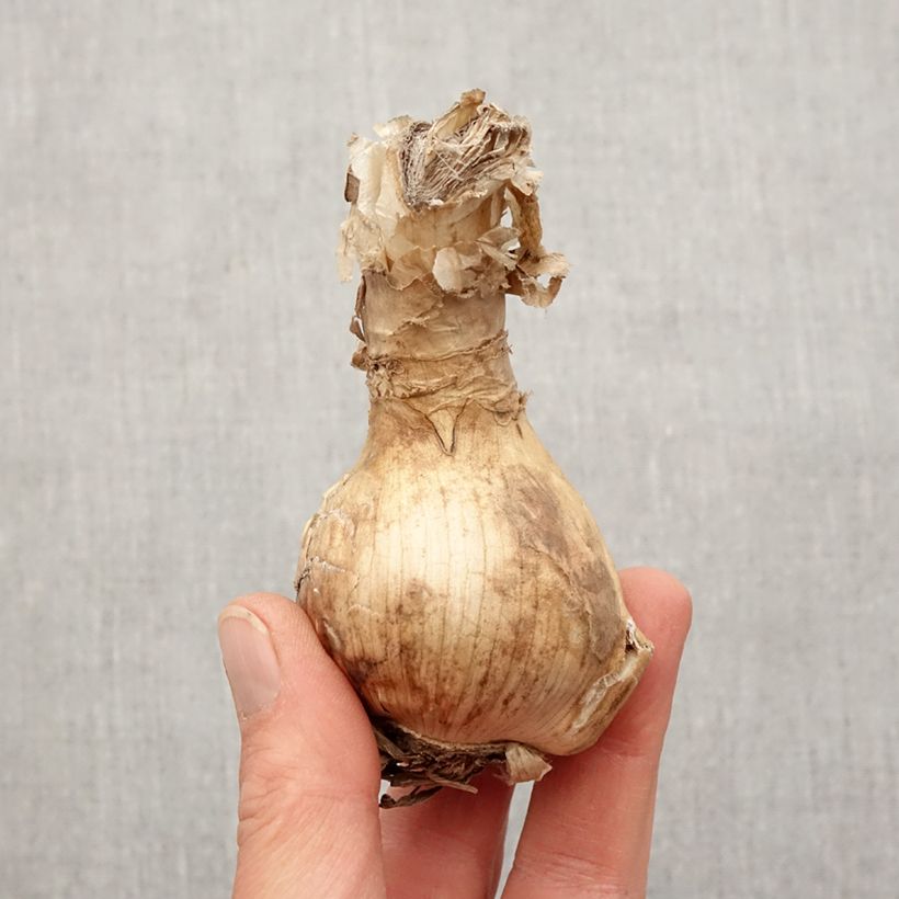 Amostra de Amarine belladiva Emanuelle - Nérine hybride Bulbe Kaliber/Größe 16+ tal como entregue na primavera