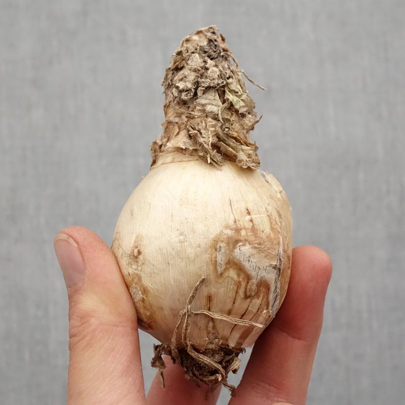 Amostra de Amarine belladiva Paris - Nérine hybride Bulbo size 16+ tal como entregue na primavera