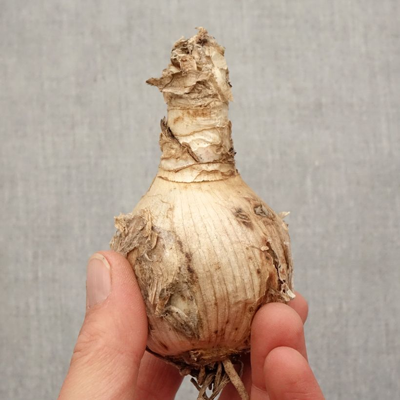 Amostra de Amarine Belladiva Tomoko Bulbo Calibre 16+ tal como entregue na primavera