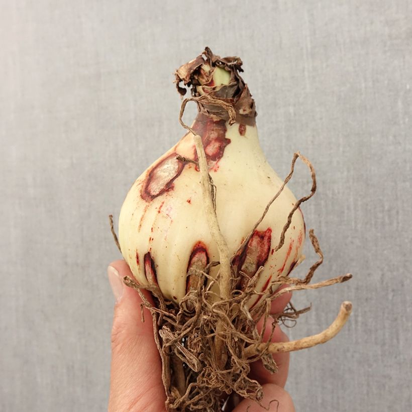 Amostra de Amarílis Amputo Bulbo Calibre 30+ tal como entregue na primavera