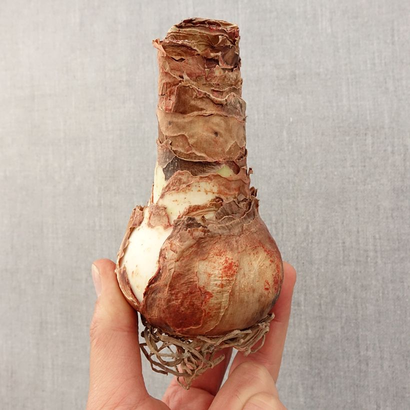 Amostra de Amaryllis Apple Blossom Bulbo size 30/32 tal como entregue na primavera