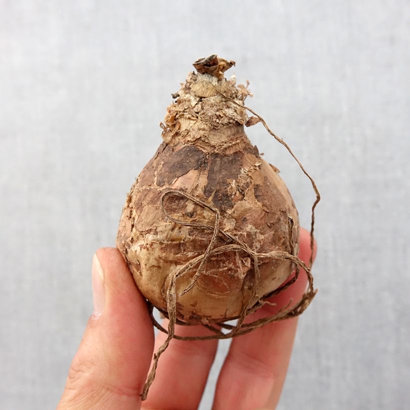 Amostra de Amaryllis belladonna - Lis belladonne Bulbo size 20+ tal como entregue na primavera