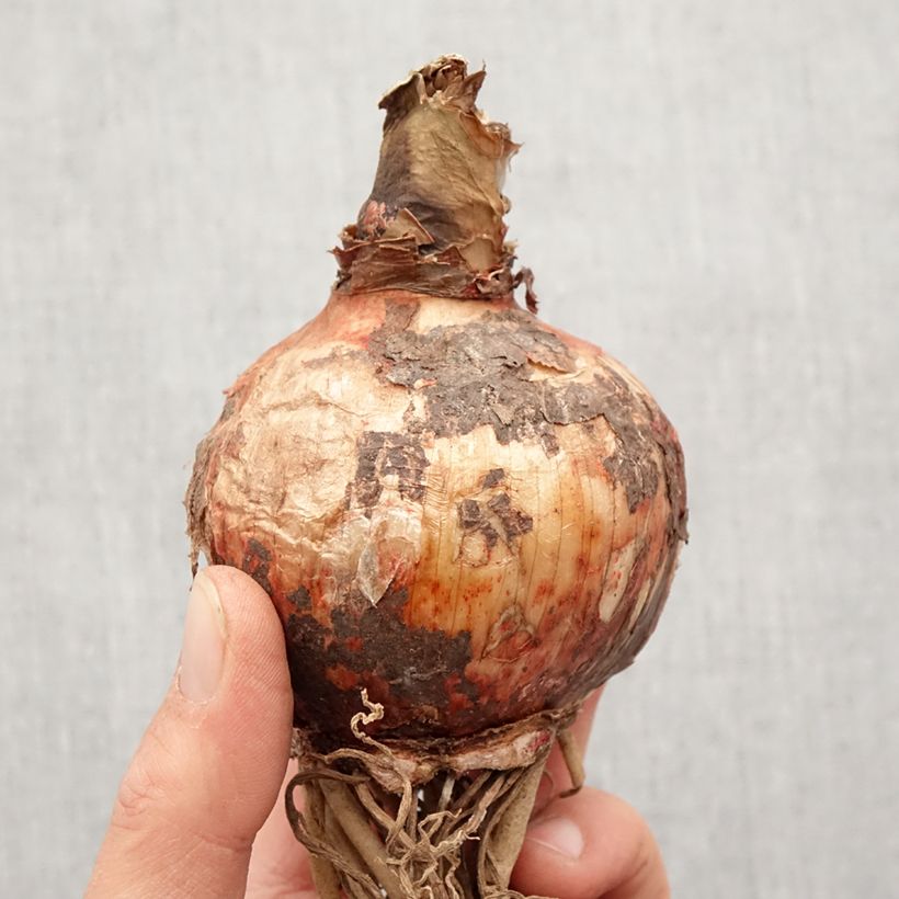 Amostra de Amaryllis Cybester Bogota  Bulbo size 24/26 tal como entregue na primavera