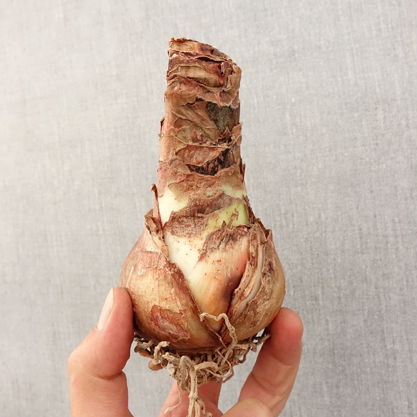 Amostra de Amaryllis double Dancing Queen Bulbe Kaliber/Größe 26/28 tal como entregue na primavera