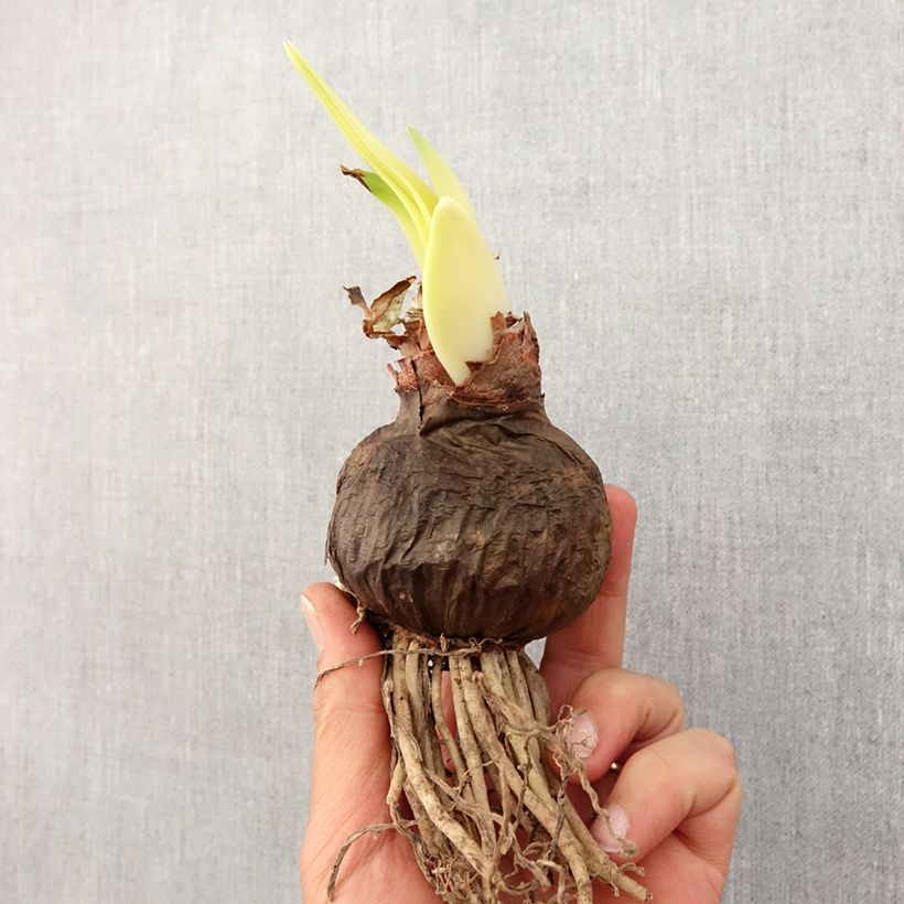 Amostra de Amaryllis Double Dragon Bulbo size 30/32 tal como entregue na primavera