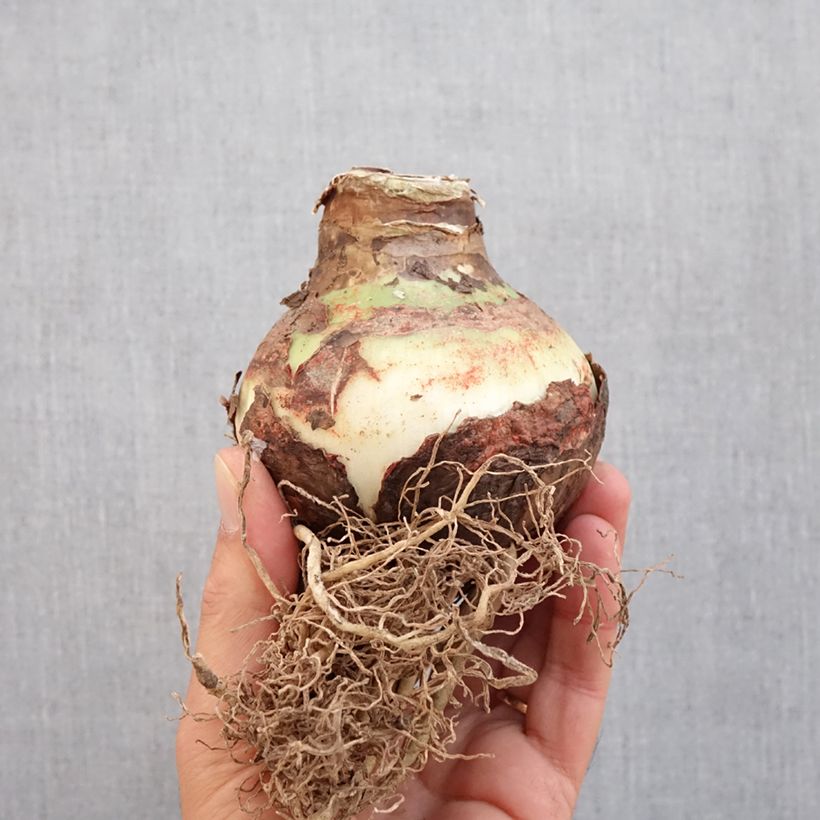 Amostra de Amaryllis Double King - Hippeastrum Bulbe Kaliber/Größe 30/32 tal como entregue no outono