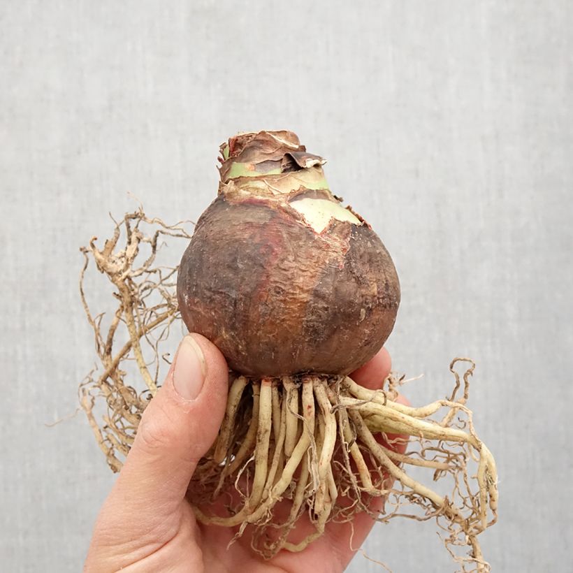 Amostra de Amaryllis double Marilyn Bulbo size 30/32 tal como entregue na primavera