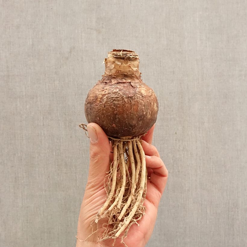 Amostra de Amarílis Evergreen Bulbo Calibre 30/32 tal como entregue na primavera