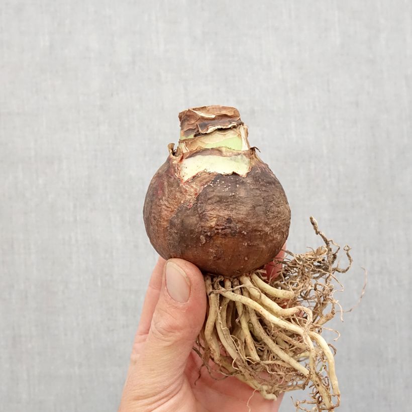 Amostra de Amaryllis Flaming Striped Bulbo size 40+ tal como entregue na primavera