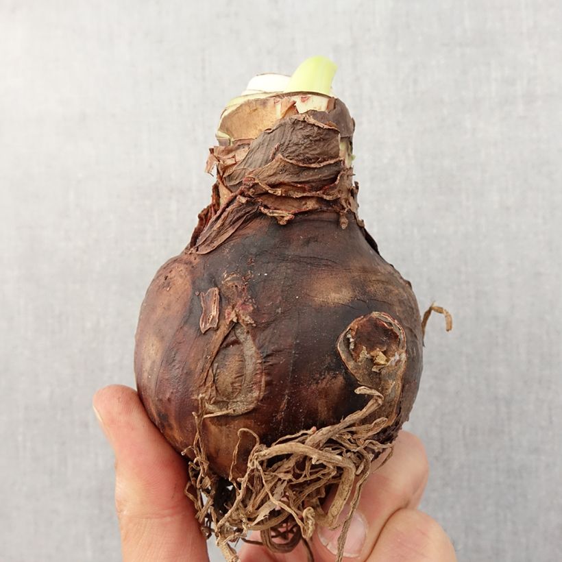 Amostra de Amarílis Hercule Bulbo Calibre 28+ tal como entregue na primavera