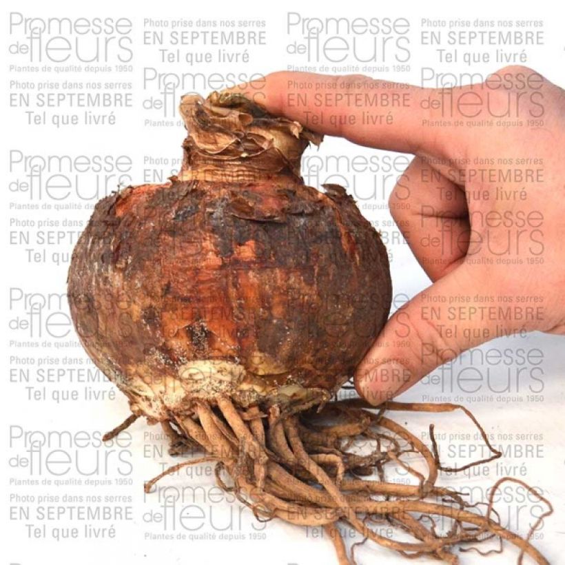 Exemplo de amostra de Amaryllis double Pasadena* Bulbe calibre 30/32 tal como entregue