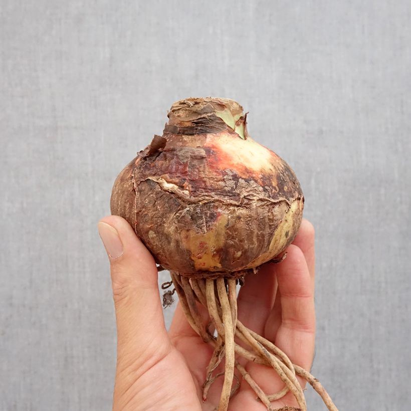 Amostra de Amaryllis Pink Surprise Bulbo size 32/34 tal como entregue no outono