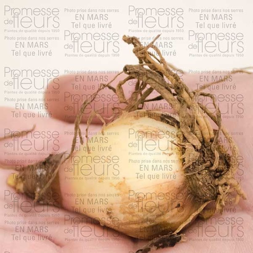 Exemplo de amostra de Amaryllis Pourpre Vallota - Cyrtanthus elatus Bulbe Kaliber/Größe 12+ tal como entregue