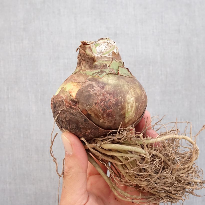 Amostra de Amaryllis Quito - HIppeastrum Cybister Bulbe Kaliber/Größe 24/26 tal como entregue no outono