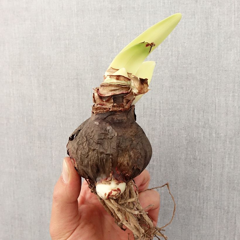 Amostra de Amaryllis Rapido Bulbo size 28/30 tal como entregue na primavera