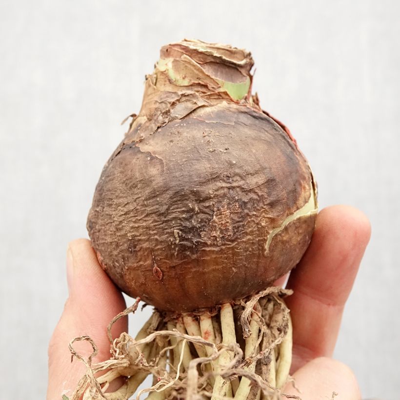 Amostra de Amaryllis Rosalie Bulbo size 28/30 tal como entregue na primavera