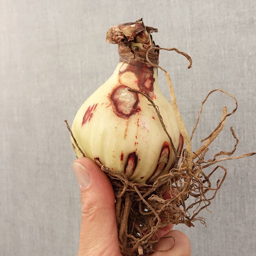 Amostra de Amaryllis Rosy Star - Hippeastrum Bulbe Kaliber/Größe 28/30 tal como entregue na primavera