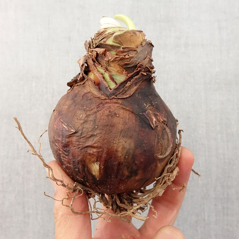 Amostra de Amarílis Santiago Bulbo Calibre 24/26 tal como entregue na primavera