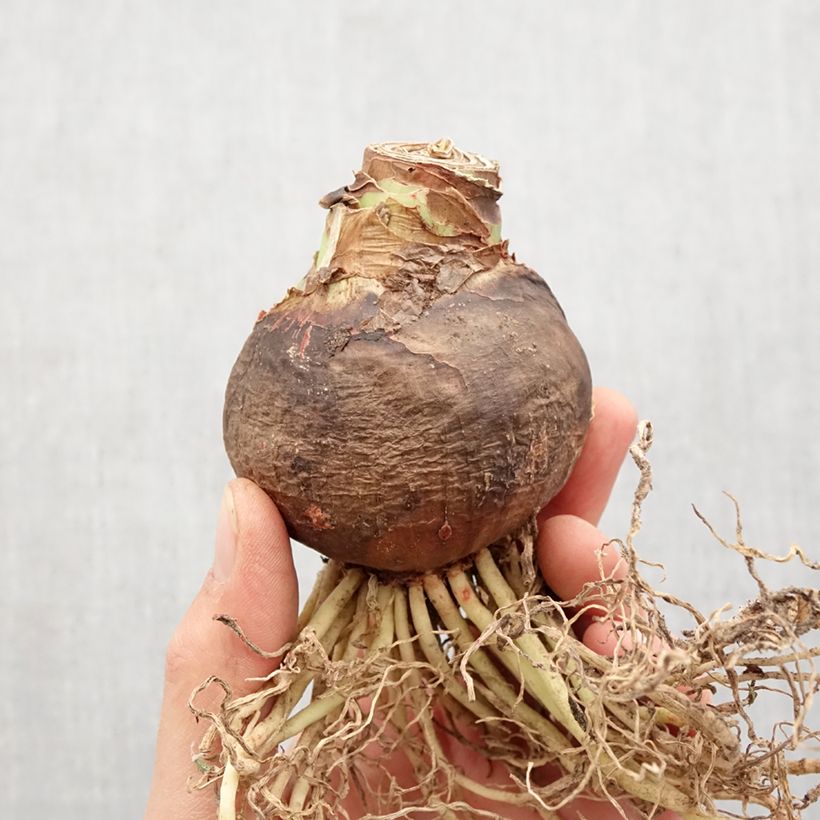 Amostra de Amaryllis Sleeping Beauty - Hippeastrum Bulbo size 36+ tal como entregue na primavera