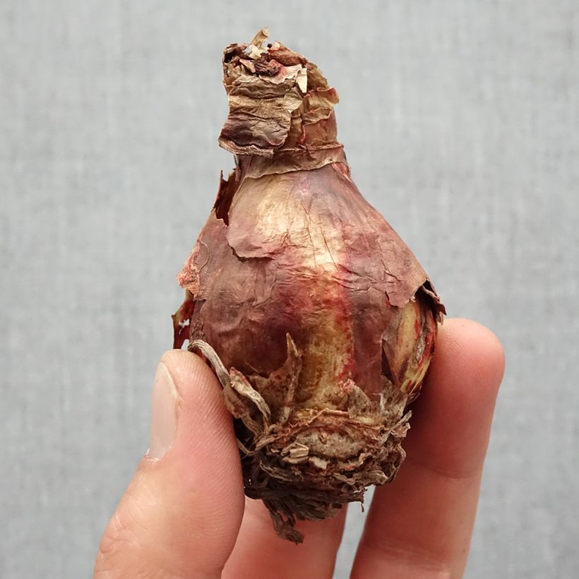 Amostra de Amaryllis sonatini Sweet Sixteen - Hippeastrum de jardin   Bulbo size 14/16 tal como entregue na primavera