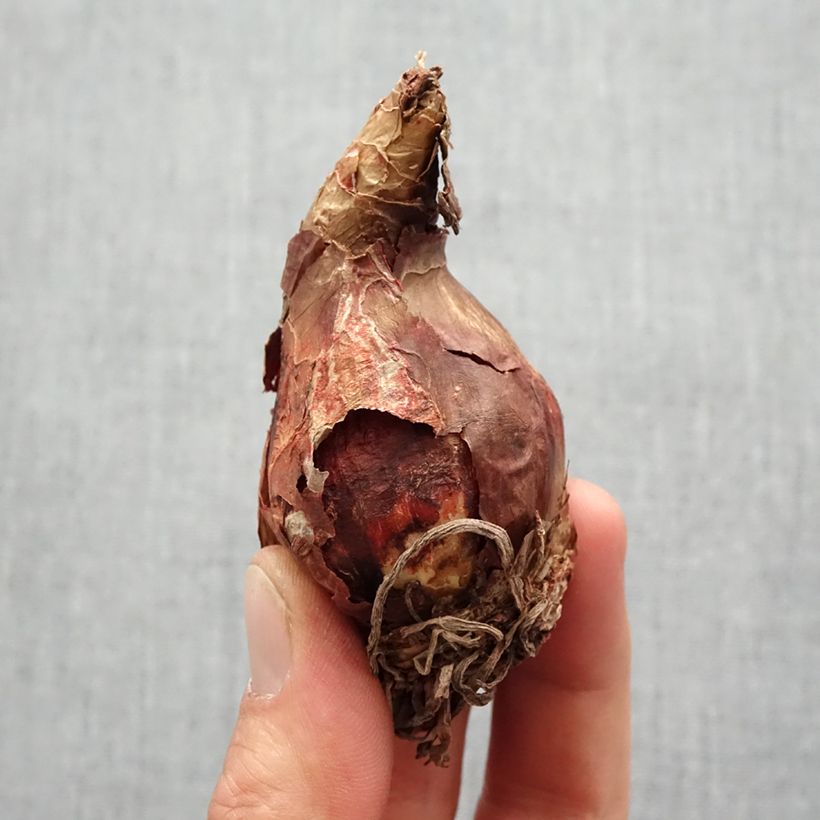 Amostra de Amaryllis sonatini White Rascal - Hippeastrum de jardin Bulbo size 14/16 tal como entregue na primavera