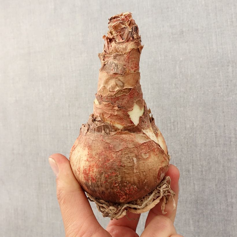 Amostra de Amarílis Terra Cotta Bulbo Calibre 26/28 tal como entregue na primavera