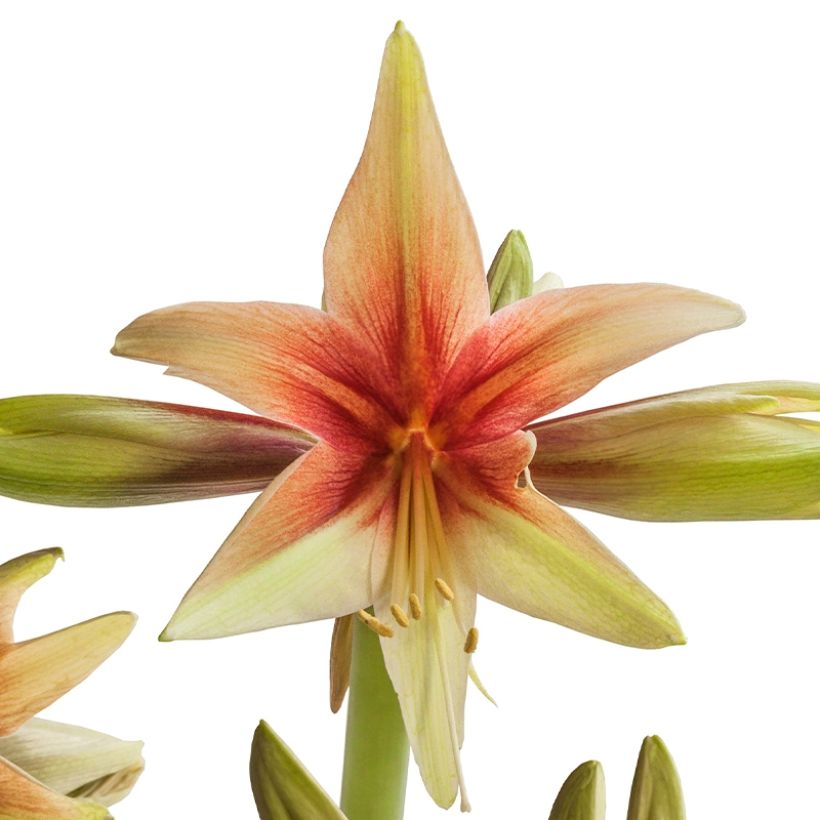 Amarílis Wild Amazone (Floração)