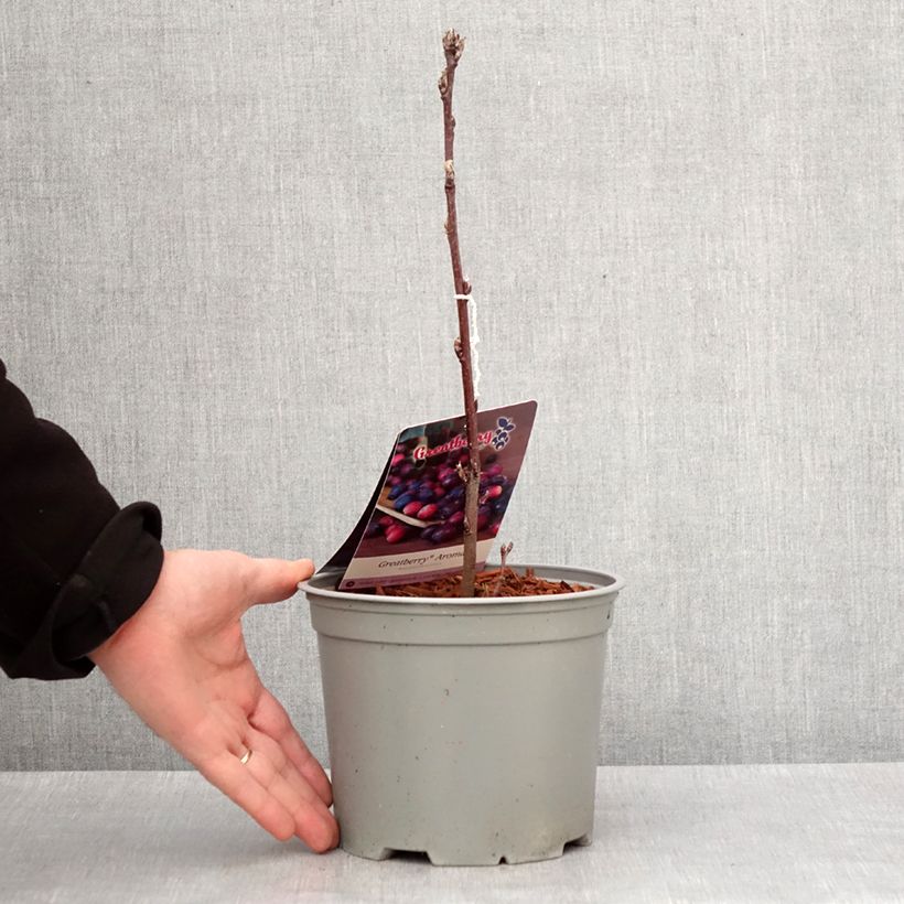 Amostra de Amelanchier alnifolia GreatBerry Aroma Pot de 3L/4L tal como entregue no inverno