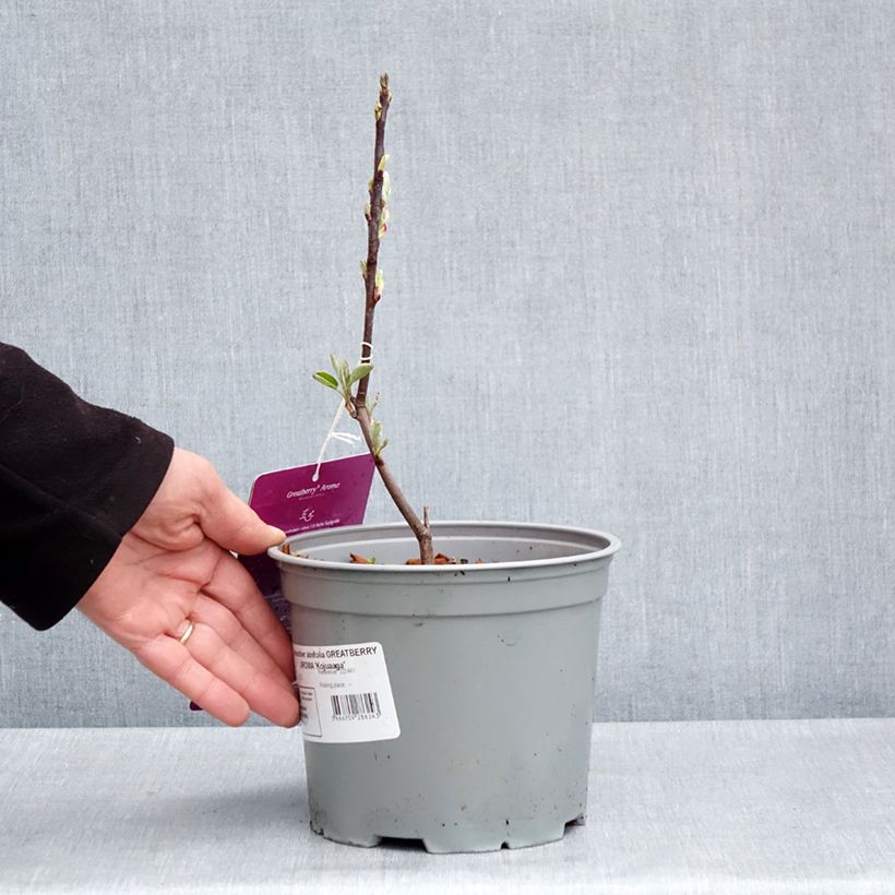 Amostra de Amelanchier alnifolia GreatBerry Aroma - Amora-de-saskatoon Vaso de 3 L/4 L tal como entregue na primavera