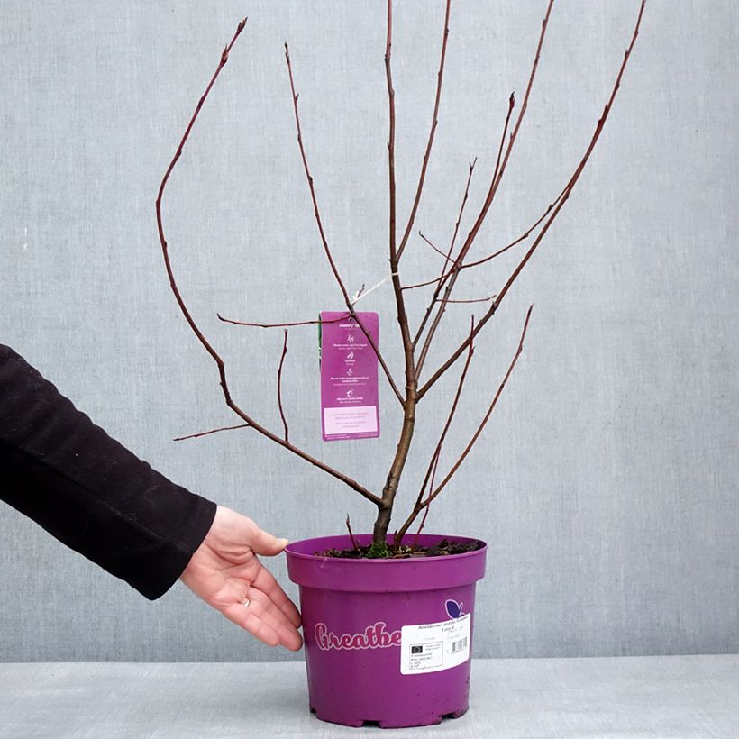 Amostra de Amelanchier alnifolia GreatBerry Farm Vaso de 3 L/4 L tal como entregue no inverno