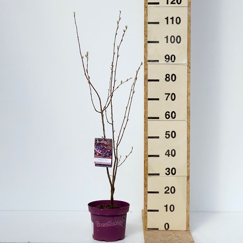 Amostra de Amelanchier alnifolia GreatBerry Farm - Amora-de-saskatoon Vaso de 3 L/4 L tal como entregue na primavera