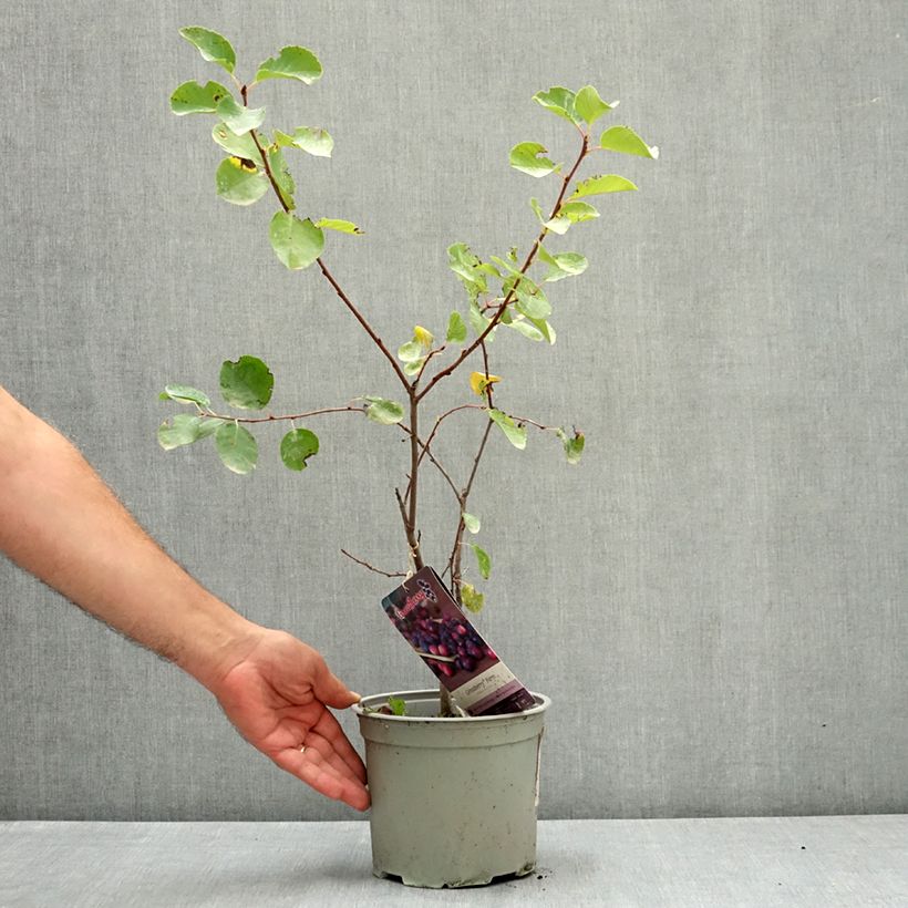Amostra de Amelanchier alnifolia GreatBerry Farm - Amora-de-saskatoon Vaso de 3 L/4 L tal como entregue no verão