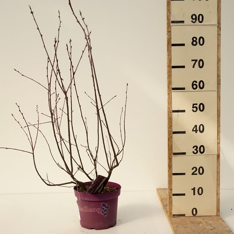 Amostra de Amelanchier alnifolia GreatBerry Fruity - Amora-de-saskatoon Vaso de 4 L/5 L tal como entregue no inverno