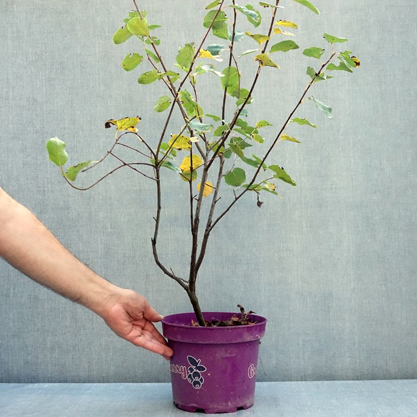 Amostra de Amelanchier alnifolia GreatBerry Fruity - Amora-de-saskatoon Vaso de 4 L/5 L tal como entregue no verão